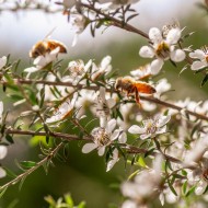 Manuka medus MGO 261+ (UMF 10+) 250g