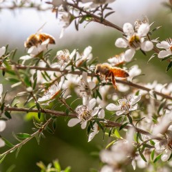 Manuka medus MGO 261+ (UMF 10+) 250g