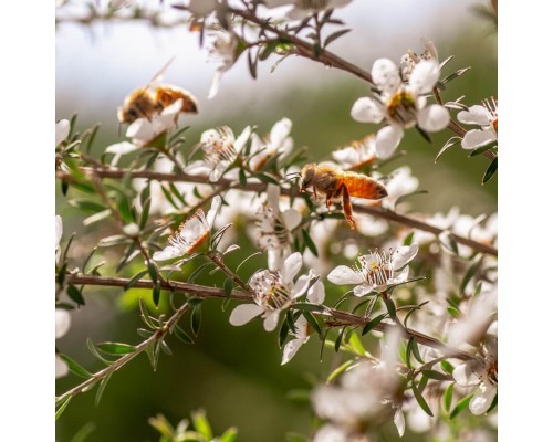 Manuka medus MGO 261+ (UMF 10+) 250g