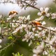 Manuka medus MGO 261+ (UMF 10+) 250g