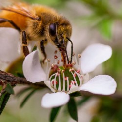 Manuka medus MGO 570+ (UMF 16+) 250g