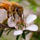 Manuka medus MGO 570+ (UMF 16+) 250g